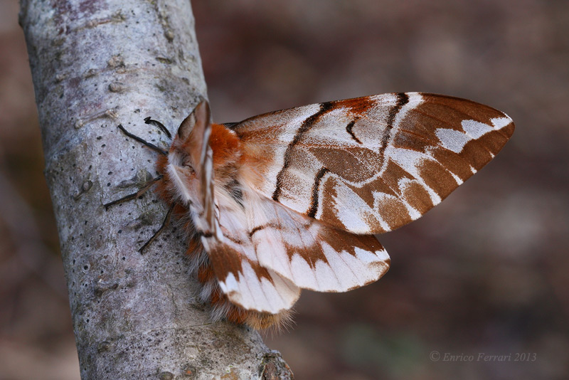 Endromis versicolora